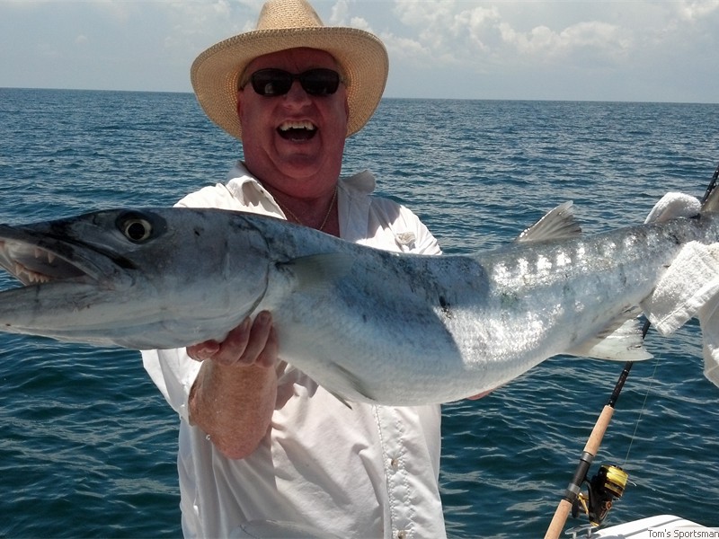 Greater Barracuda