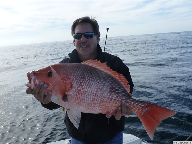 Big Red Snapper