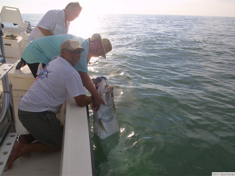 Tarpon