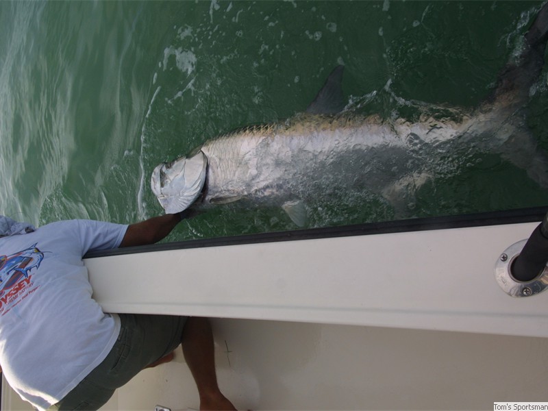 Tarpon