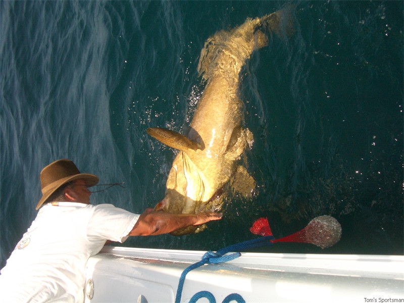 Another Huge Grouper
