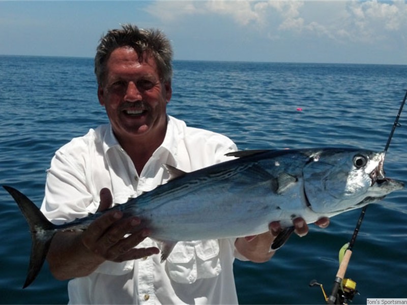Spanish Mackeral