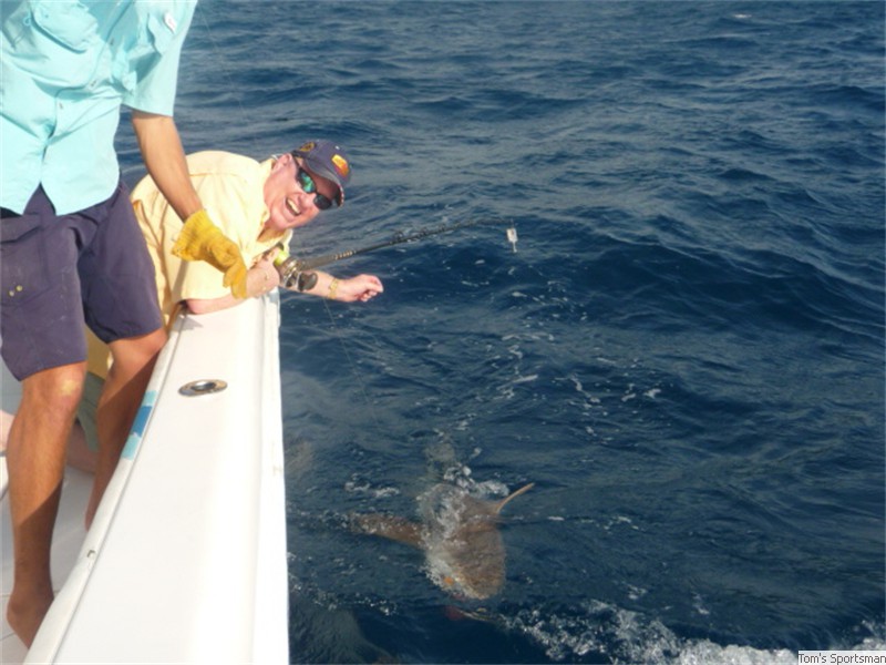Shark
