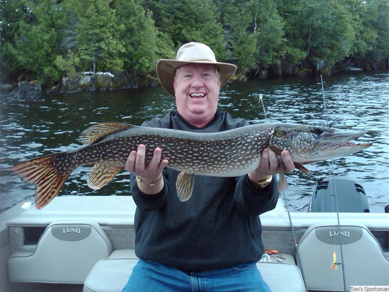 Large Northern Pike