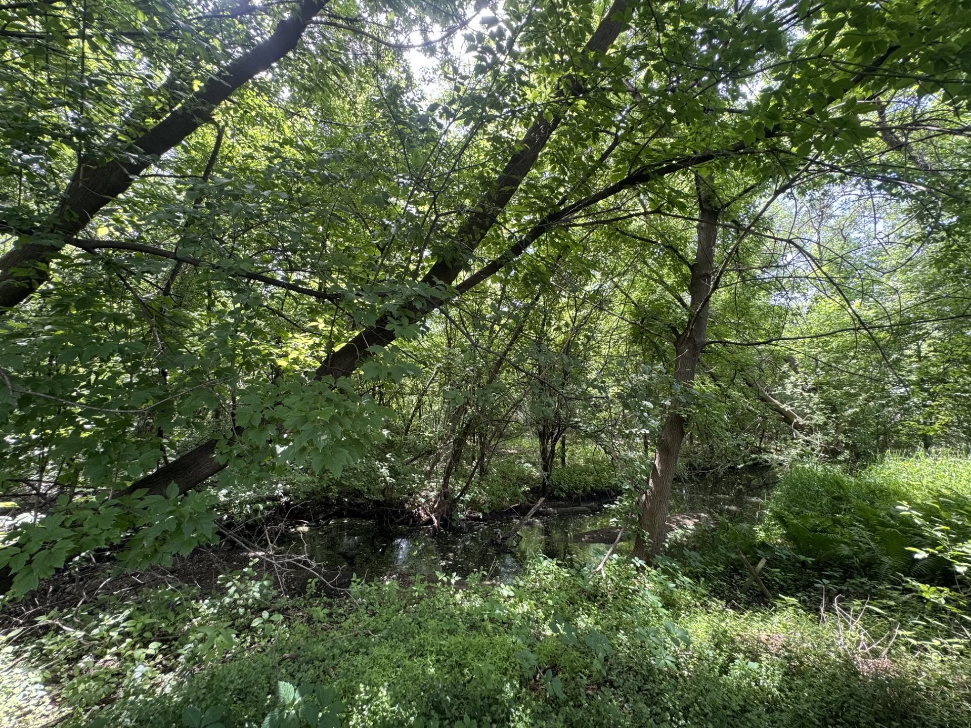 Backyard - Scenic views overlooking Pamela Park